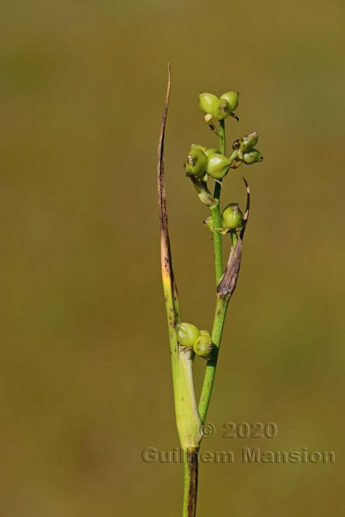 Scheuchzeria palustris dans la région de l'Entlebuch (Suisse, Lucerne)
