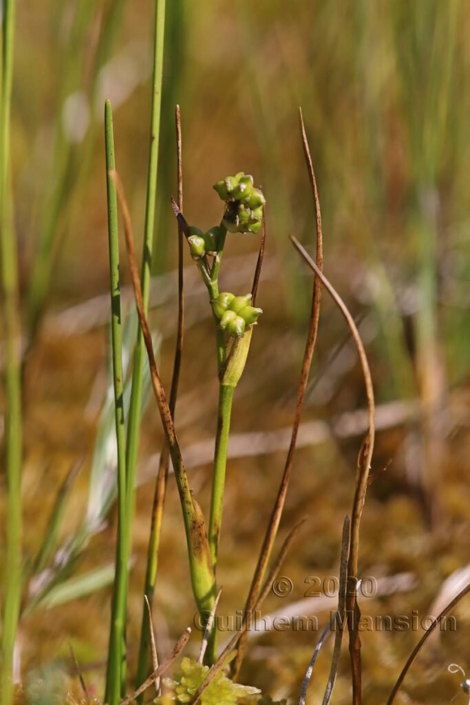 Scheuchzeria palustris dans la région de l'Entlebuch (Suisse, Lucerne)