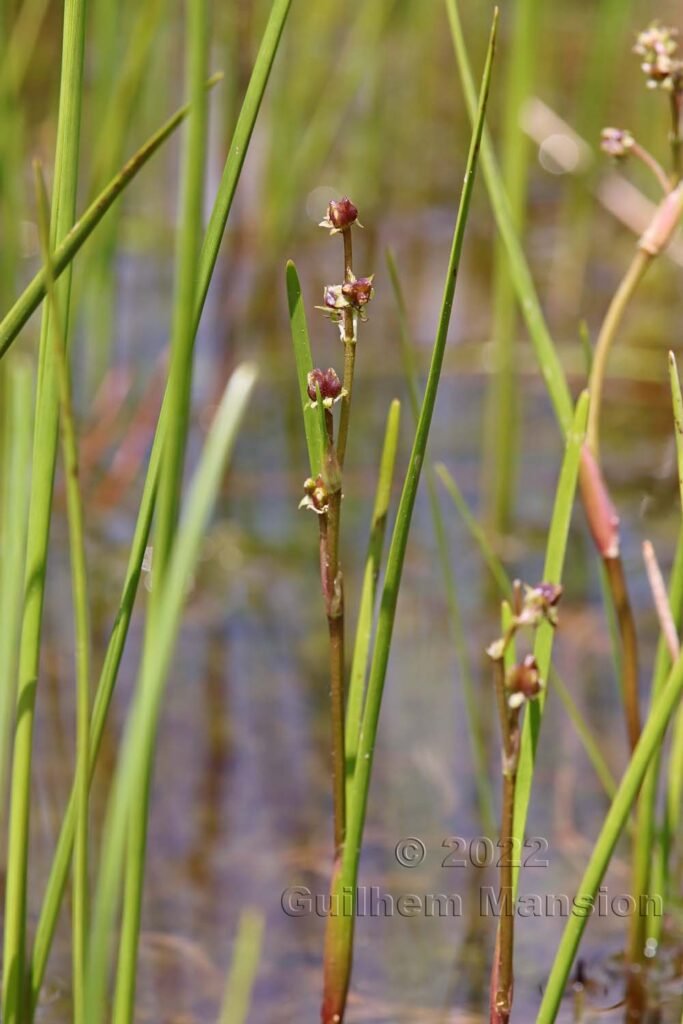 Scheuchzeria palustris dans la région de l'Entlebuch (Suisse, Lucerne)