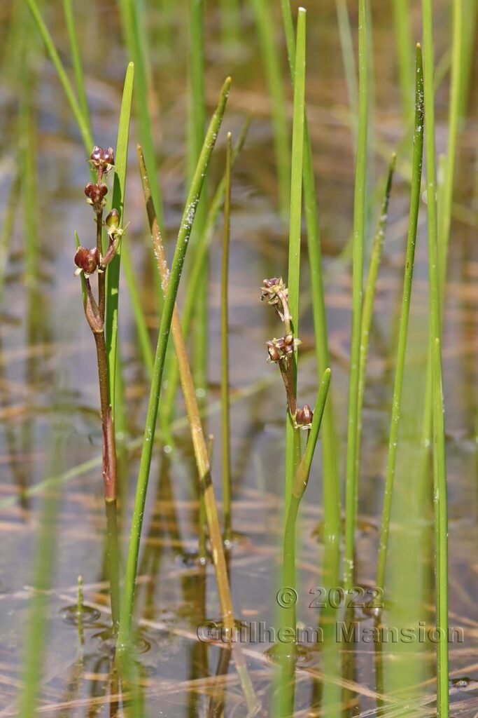 Scheuchzeria palustris dans la région de l'Entlebuch (Suisse, Lucerne)