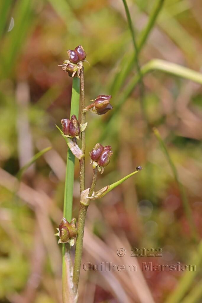 Scheuchzeria palustris dans la région de l'Entlebuch (Suisse, Lucerne)