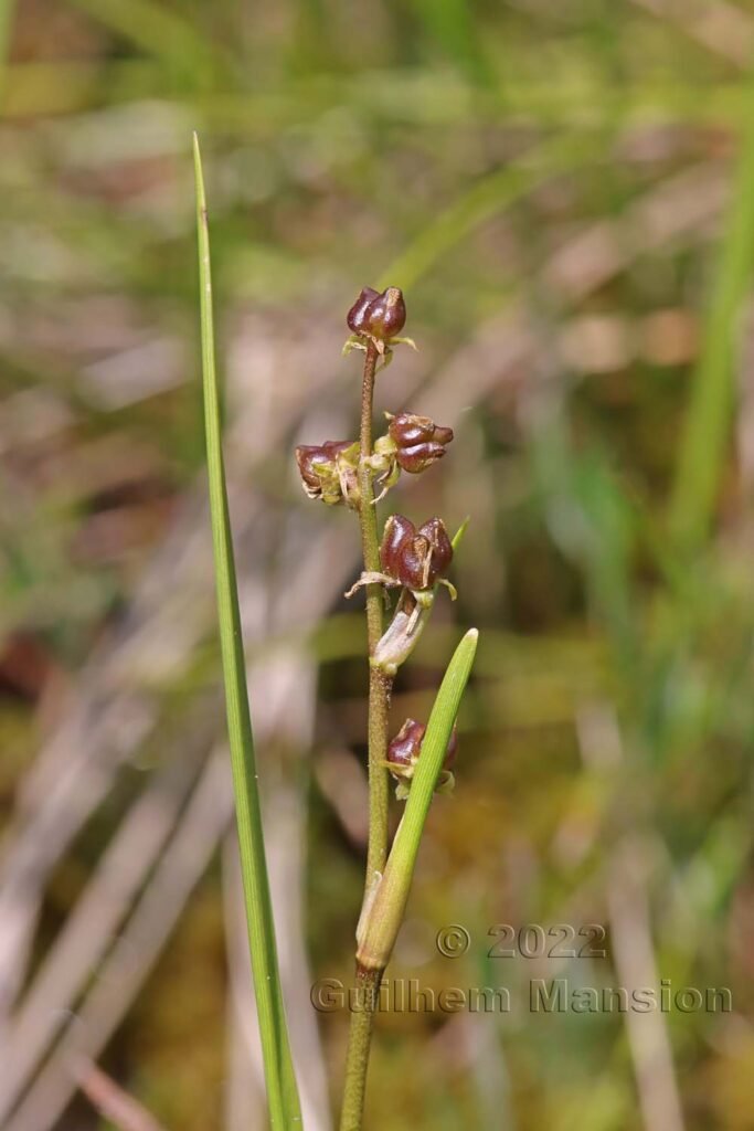 Scheuchzeria palustris dans la région de l'Entlebuch (Suisse, Lucerne)