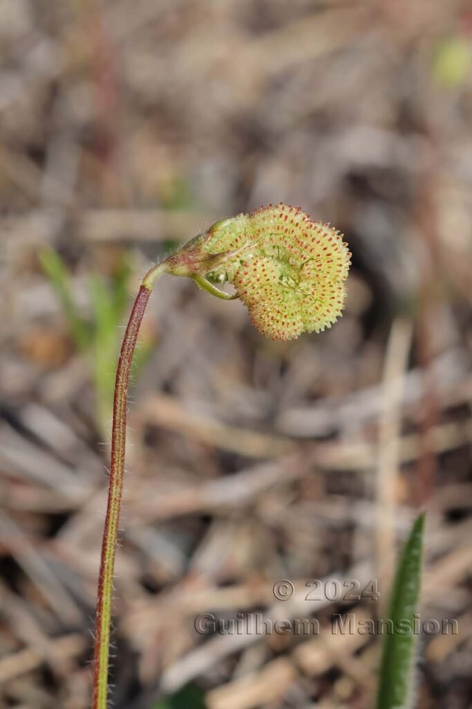 Scorpiurus vermiculatus vers Castelejo (Portugal, Vila do Bispo)