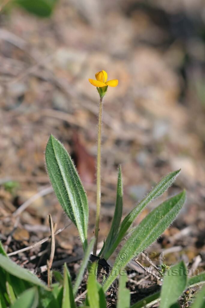 Scorpiurus vermiculatus vers Castelejo (Portugal, Vila do Bispo)
