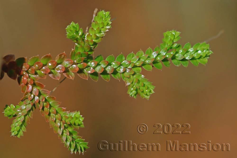 Selaginella denticulata à Maora (France, Corse-du-Sud)