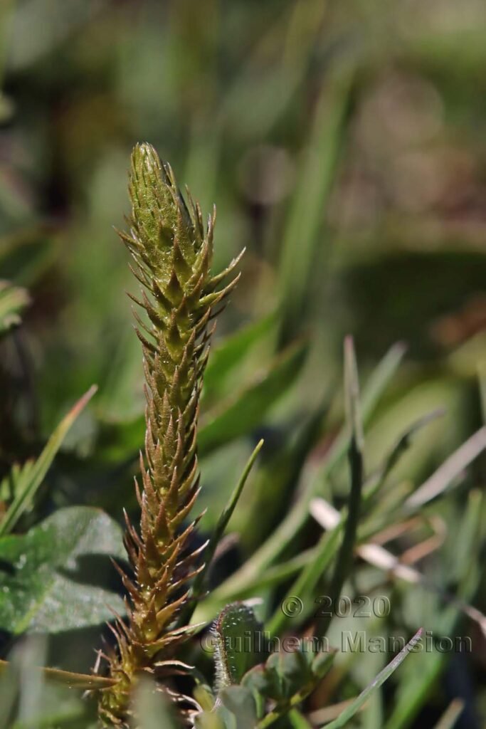 Selaginella selaginoides au Flumserberg (Suisse, Saint-Gall)