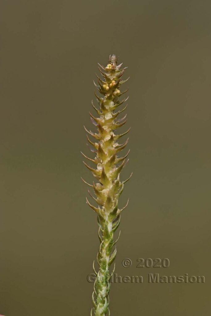 Selaginella selaginoides dans la région de l'Entlebuch (Suisse, Lucerne)