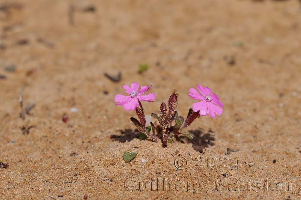 Silene littorea au Cabo de Sao Vicente (Vila do Bispo, Portugal)