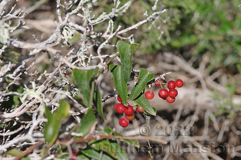 Smilax aspera vers Sperone (France, Corse-du-Sud)