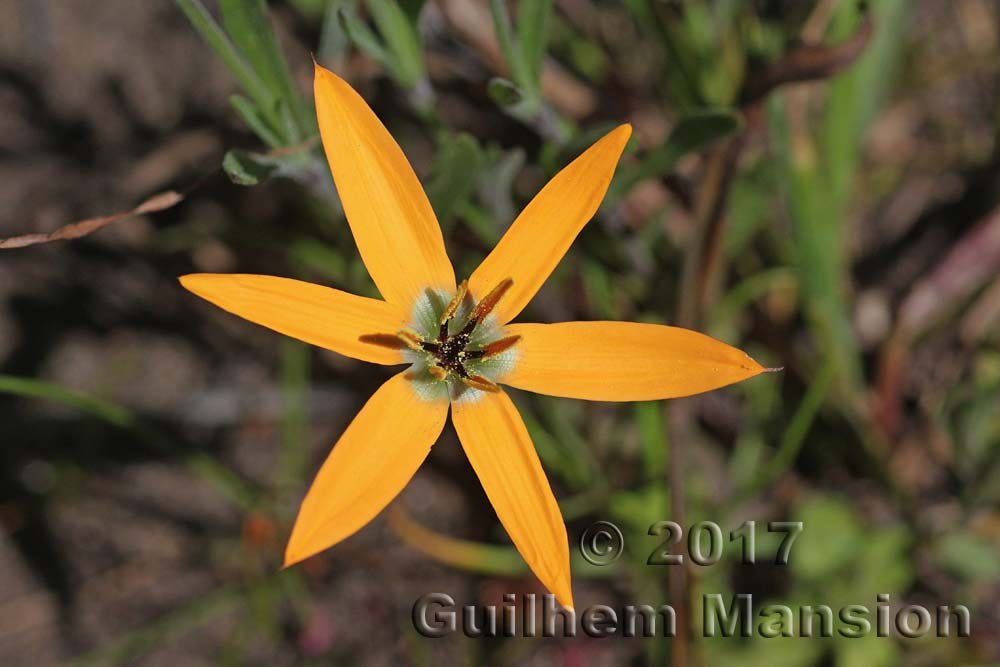 Spiloxene capensis vers Postberg (Afrique du Sud)