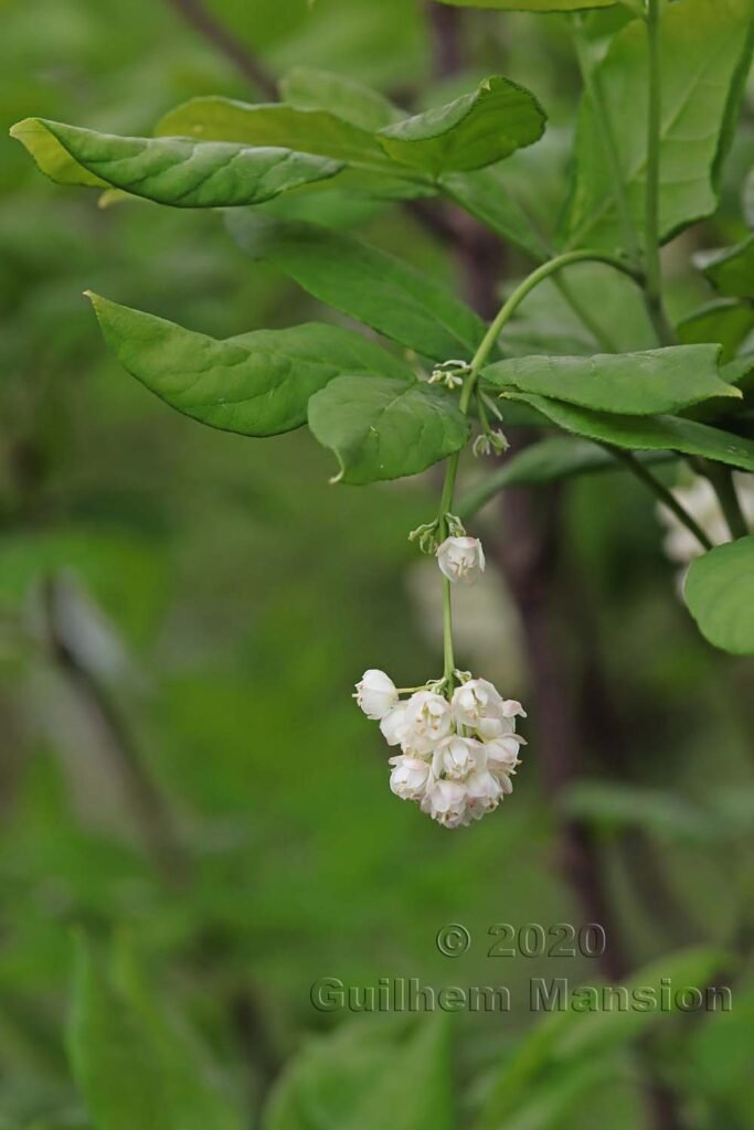 Staphylea pinnata vers Kloten (Suisse, Zurich)