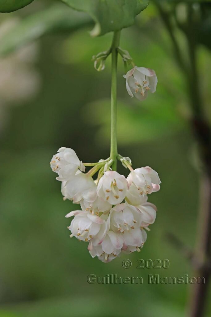 Staphylea pinnata vers Kloten (Suisse, Zurich)