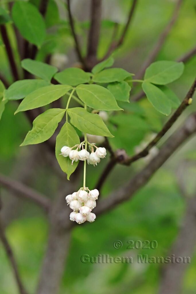 Staphylea pinnata vers Kloten (Suisse, Zurich)