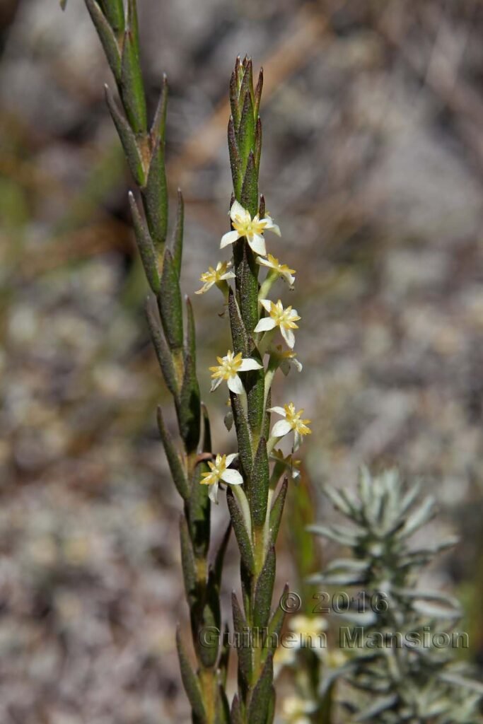 Struthiola ciliata vers Silvermine (Afrique du Sud, Table Mountain National Parc)