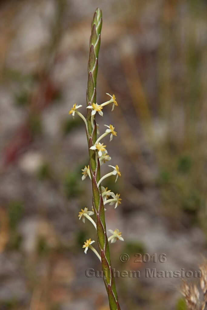 Struthiola ciliata vers Silvermine (Afrique du Sud, Table Mountain National Parc)