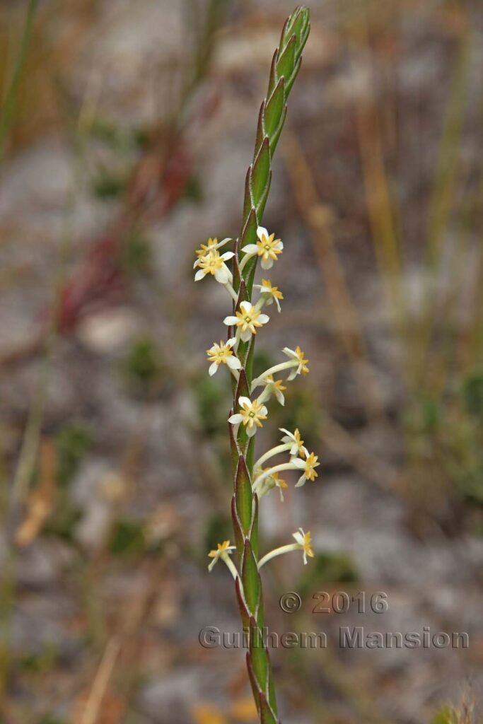 Struthiola ciliata vers Silvermine (Afrique du Sud, Table Mountain National Parc)