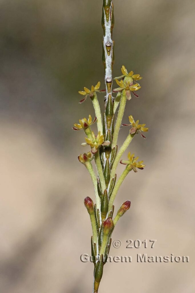 Struthiola ciliata dans les Cederberg (Afrique du Sud)