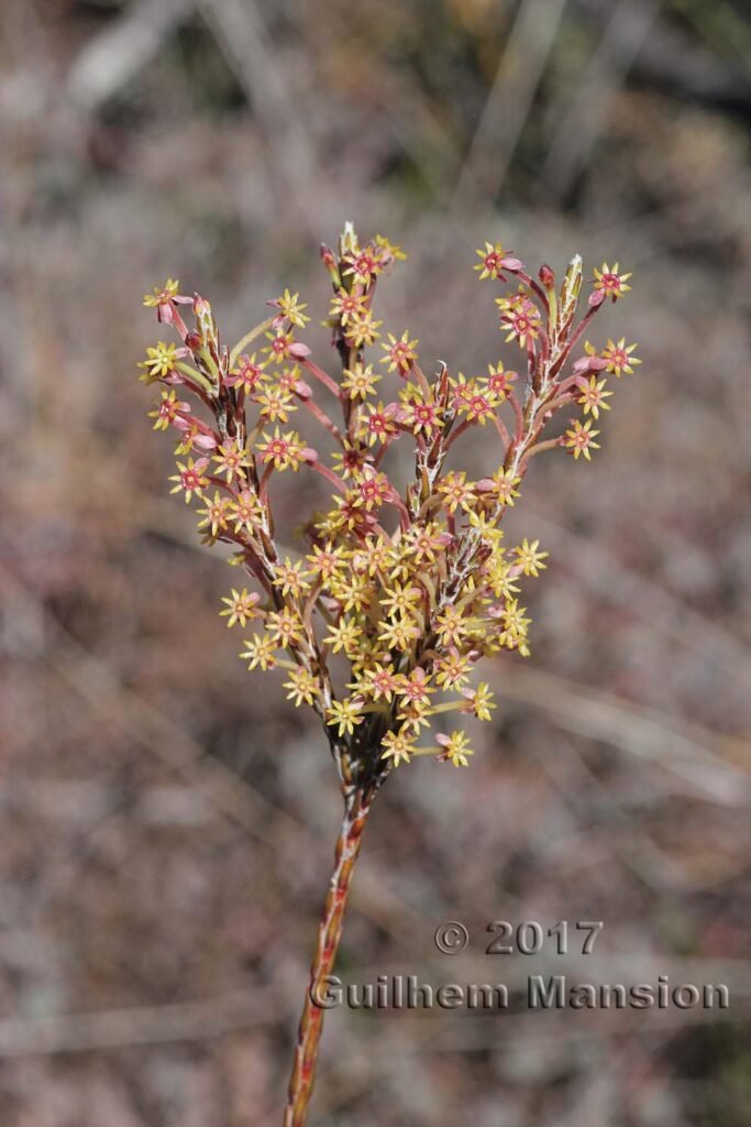 Struthiola ciliata dans les Cederberg (Afrique du Sud)