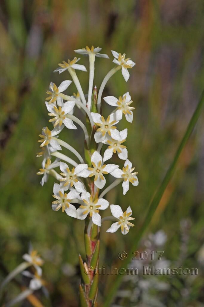 Struthiola ciliata vers Silvermine (Afrique du Sud, Table Mountain National Parc)