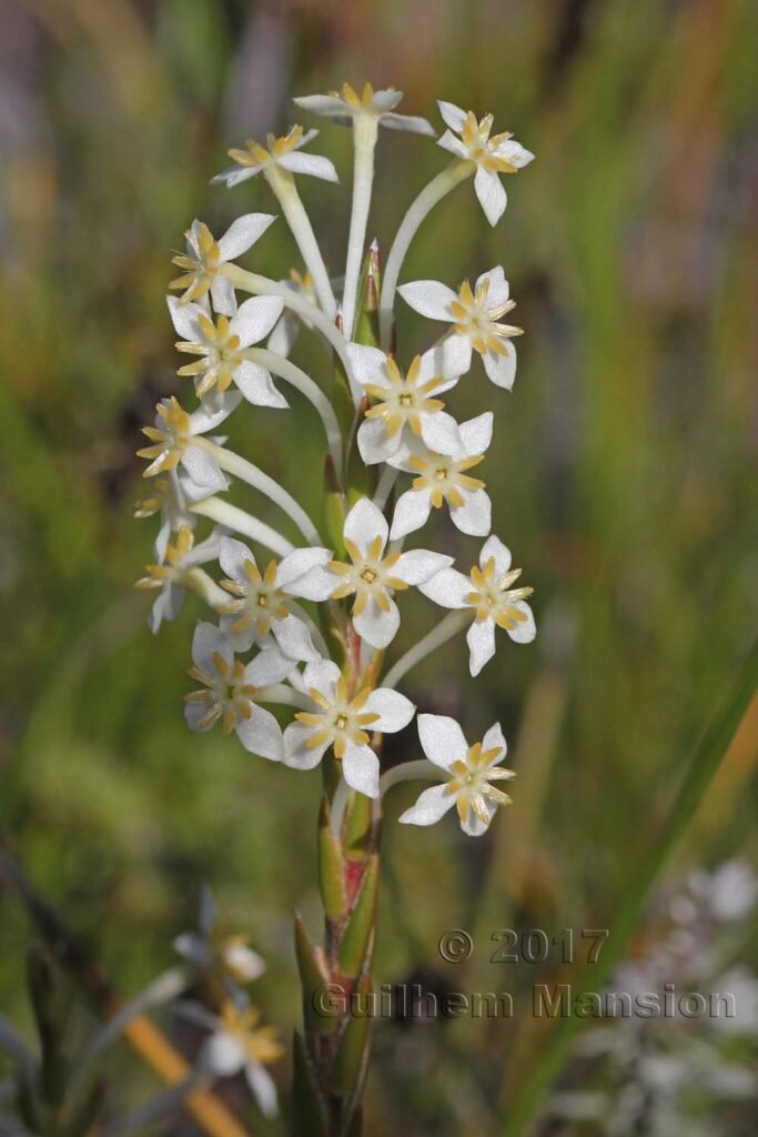 Struthiola ciliata vers Silvermine (Afrique du Sud, Table Mountain National Parc)