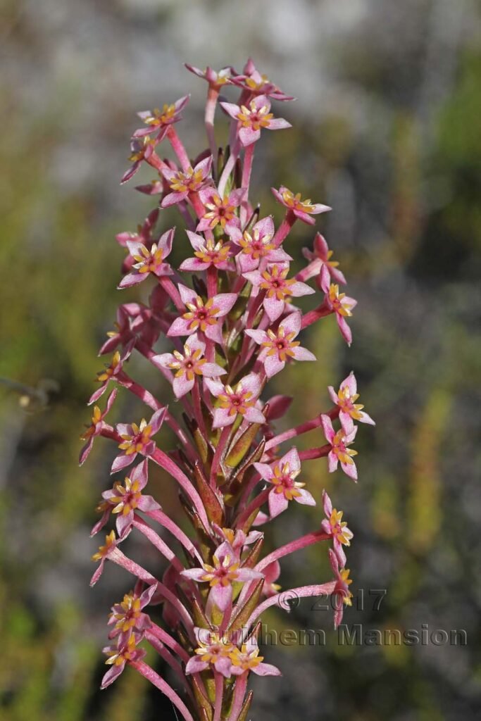 Struthiola ciliata vers Silvermine (Afrique du Sud, Table Mountain National Parc)