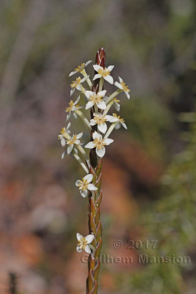 Struthiola ciliata vers Silvermine (Afrique du Sud, Table Mountain National Parc)