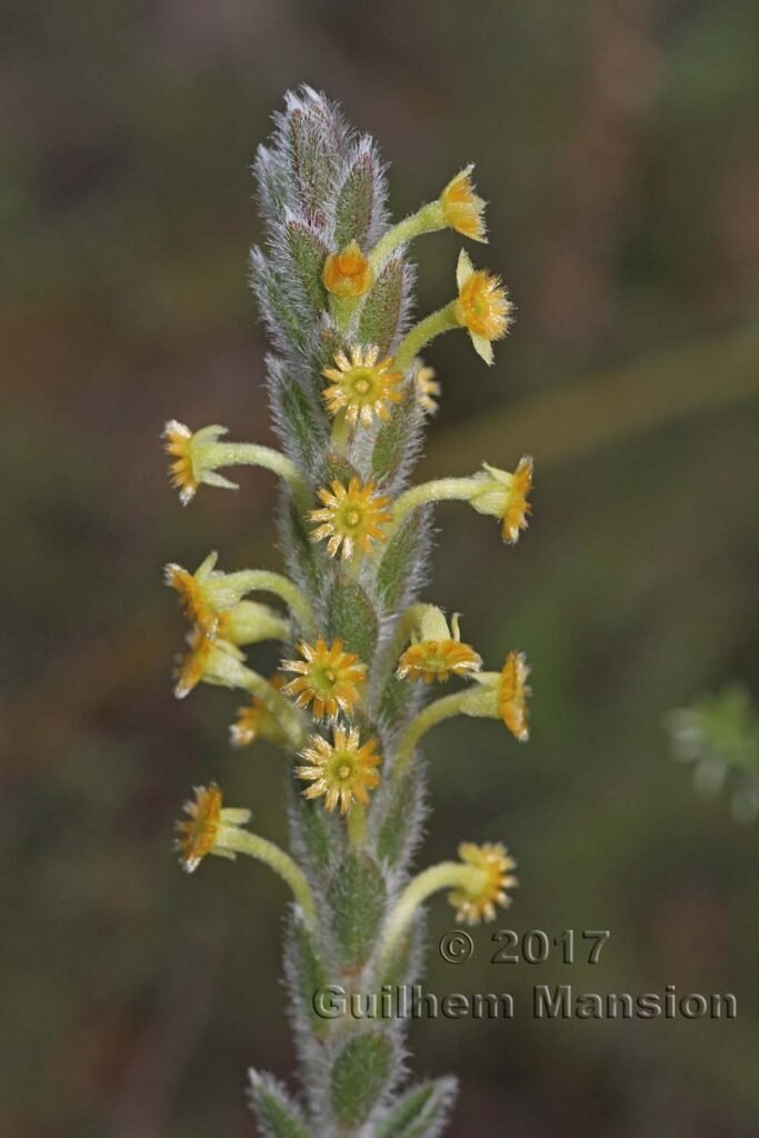 Struthiola tomentosa vers Kleinmond (Afrique du Sud)
