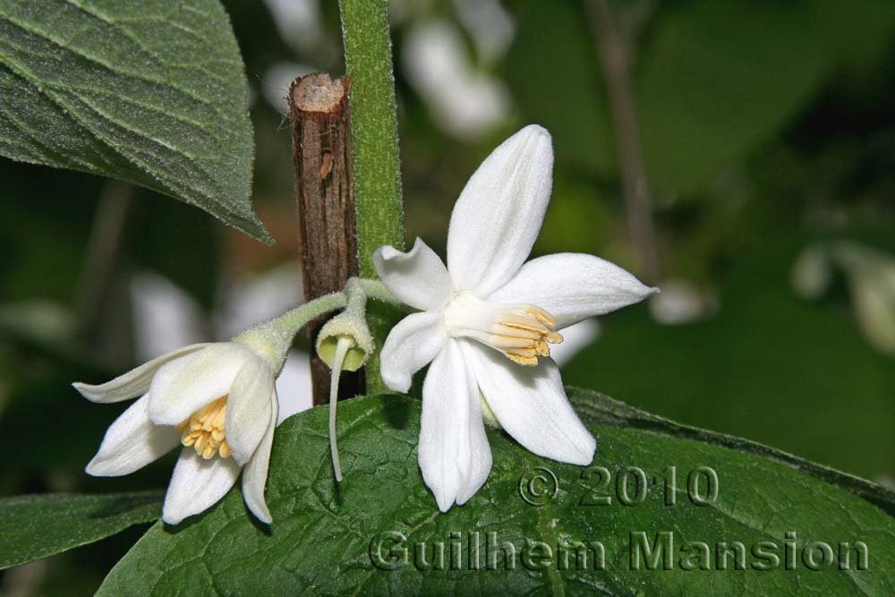 Styrax sp. dans le Jardin Botanique de Berlin (Allemagne)