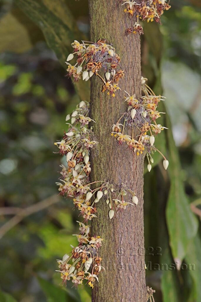 Theobroma-cacao dans les serres du Jardin Botanique de Zurich (Suisse)