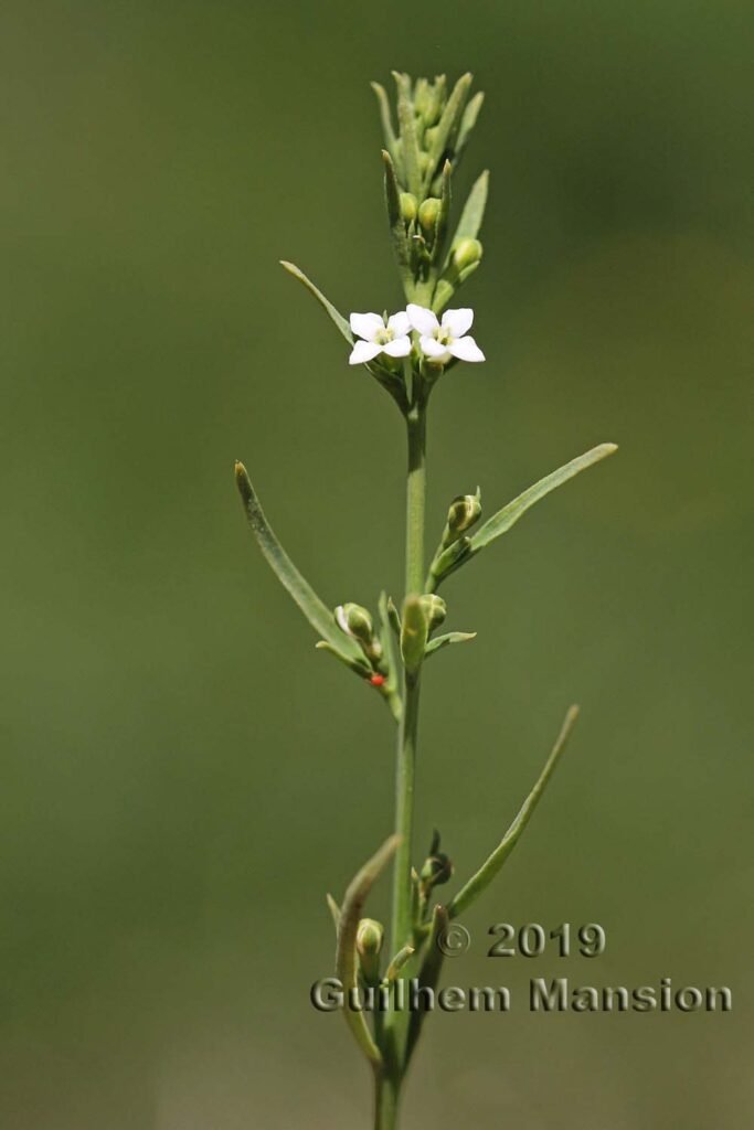 Thesium alpinum vers Oeschinensee (Suisse, Berne)