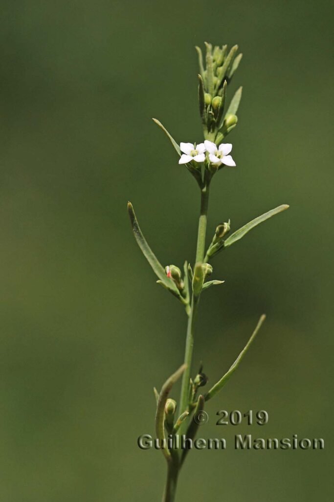 Thesium alpinum vers Oeschinensee (Suisse, Berne)