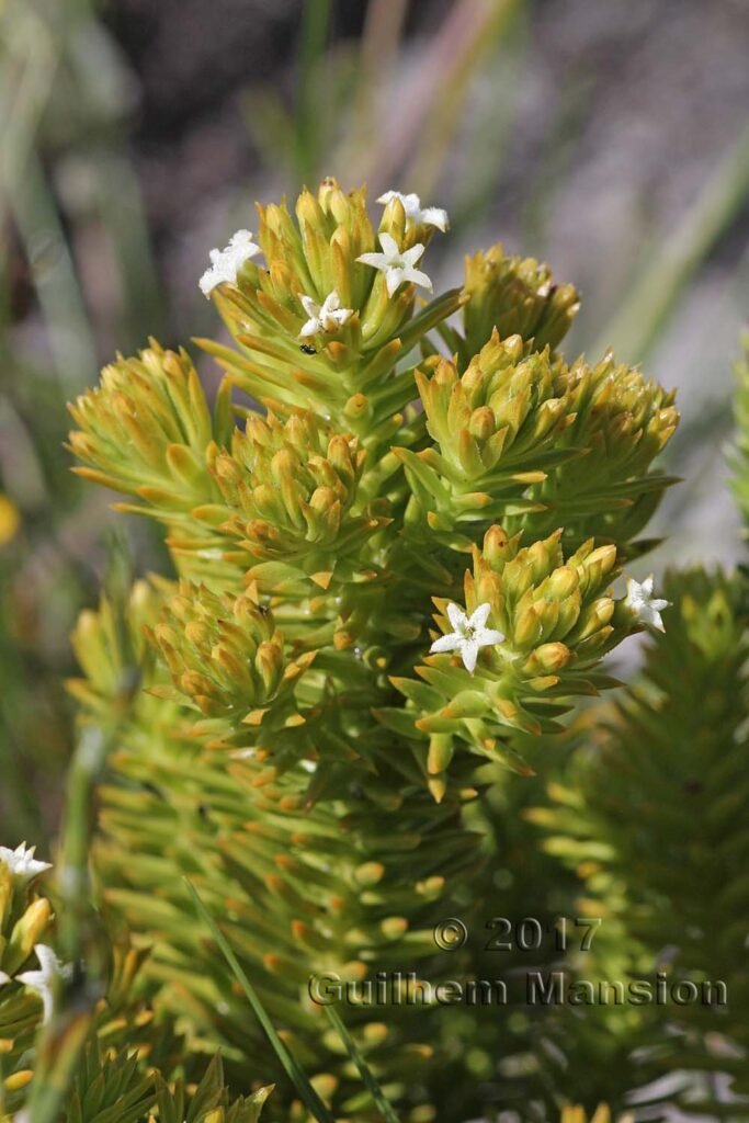 Thesium scabrum à Table Mountain National Park (Afrique du Sud)