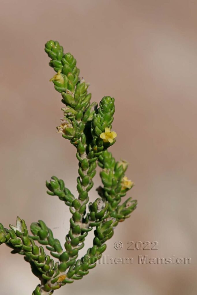 Thymelaea hirsuta vers Bonifacio (France, Corse-du-Sud)