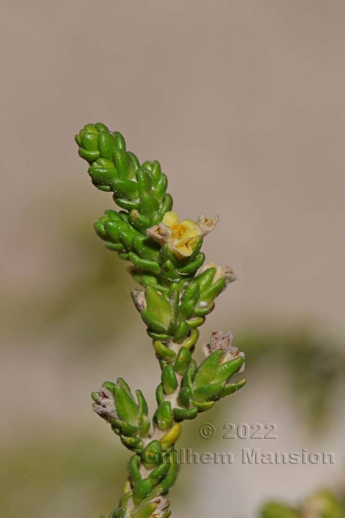 Thymelaea hirsuta vers Bonifacio (France, Corse-du-Sud)