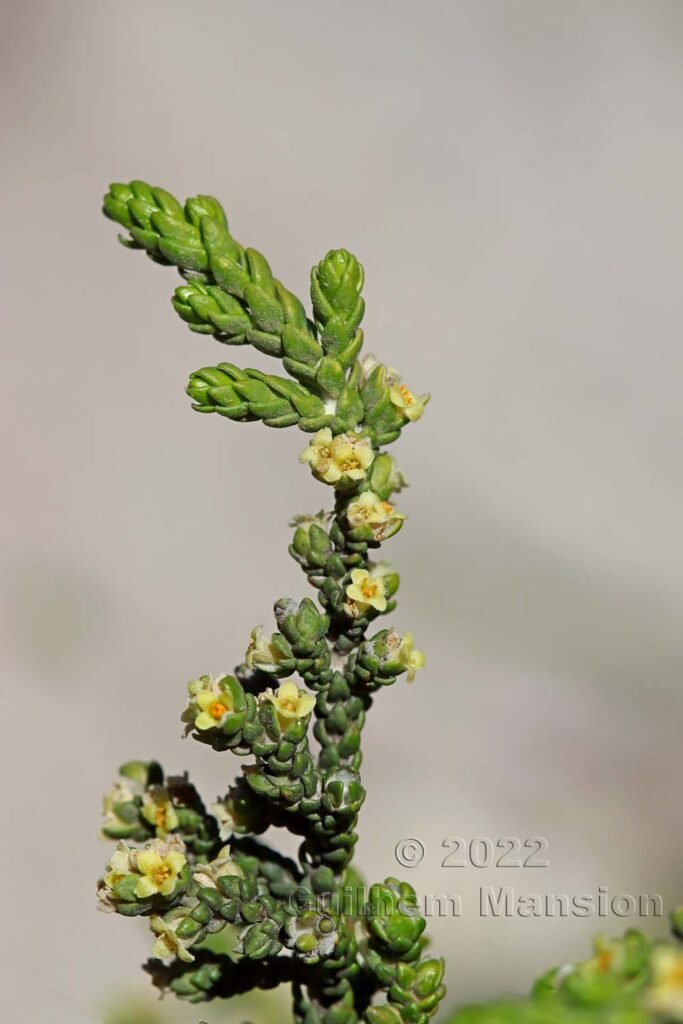 Thymelaea hirsuta vers Bonifacio (France, Corse-du-Sud)