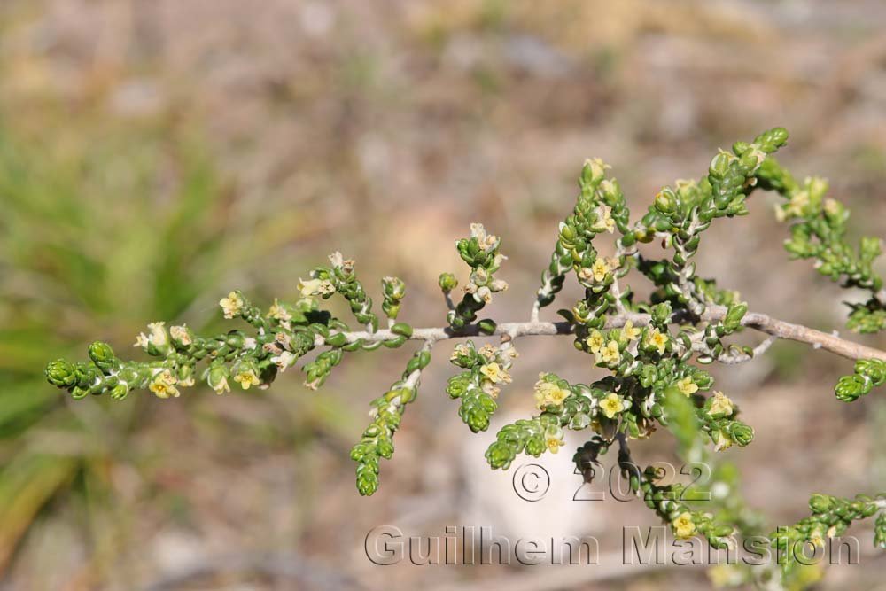 Thymelaea hirsuta vers Bonifacio (France, Corse-du-Sud)