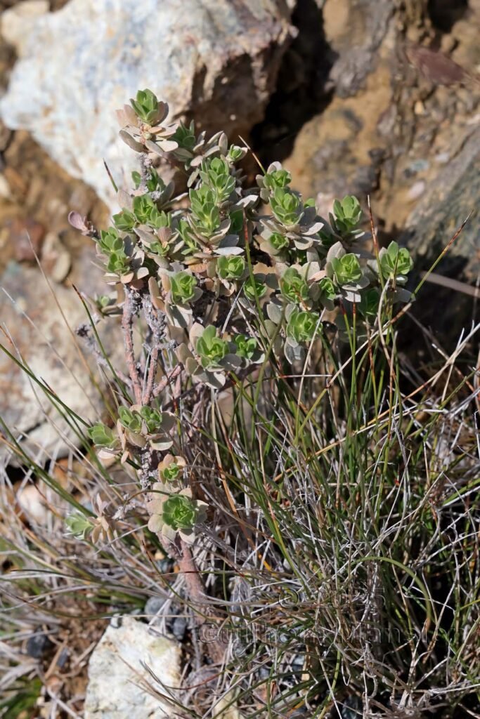 Thymelaea tartonraira vers Nonza (France, Haute-Corse)