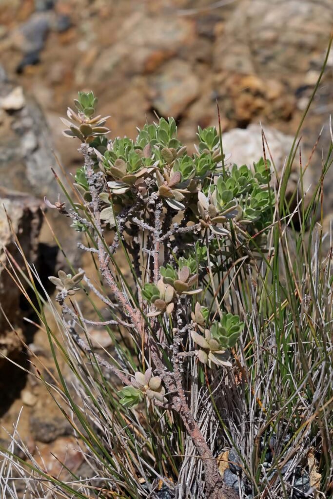 Thymelaea tartonraira vers Nonza (France, Haute-Corse)