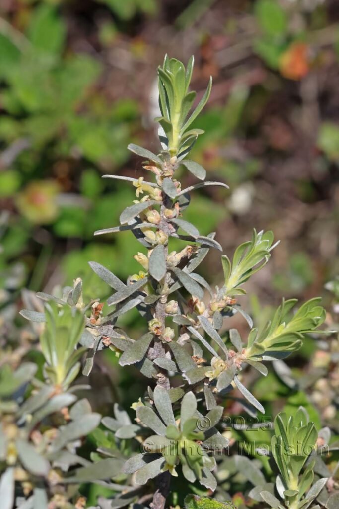 Thymelaea tartonraira subsp. transiens au Monte Stello (France, Haute-Corse)