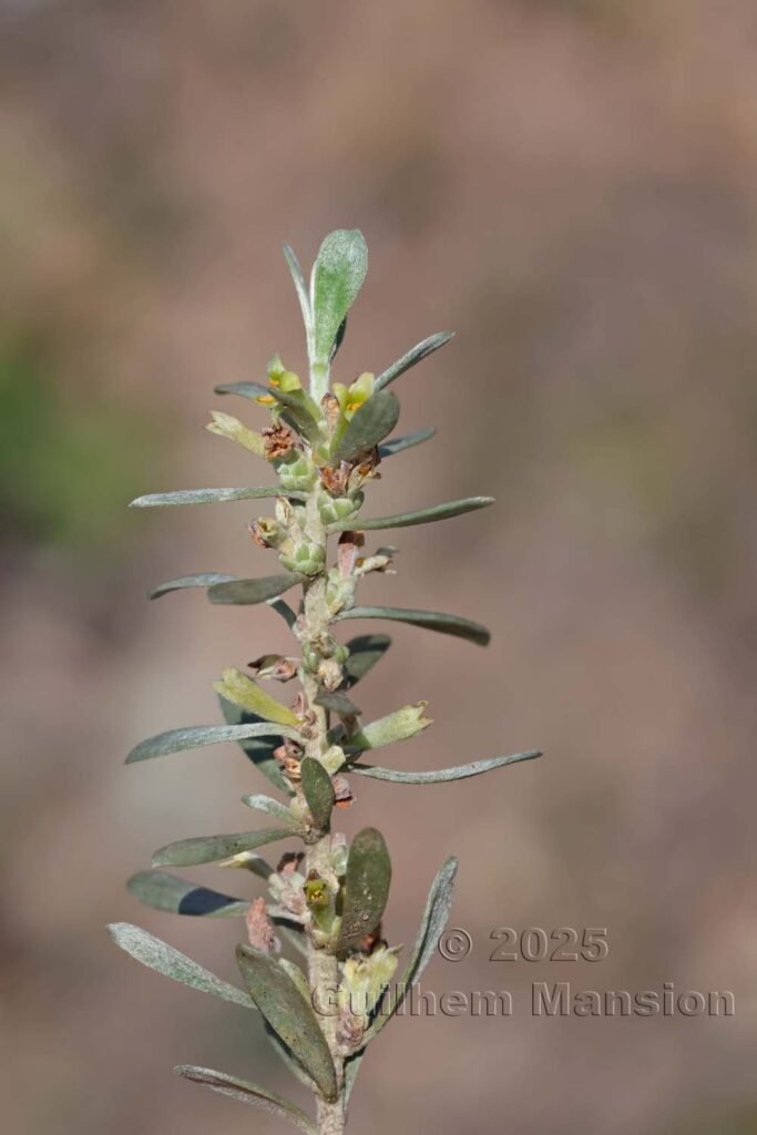 Thymelaea tartonraira subsp. transiens au Monte Stello (France, Haute-Corse)