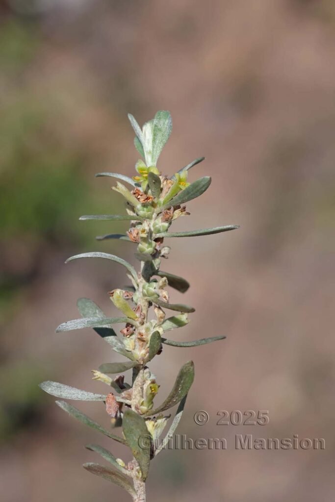 Thymelaea tartonraira subsp. transiens au Monte Stello (France, Haute-Corse)
