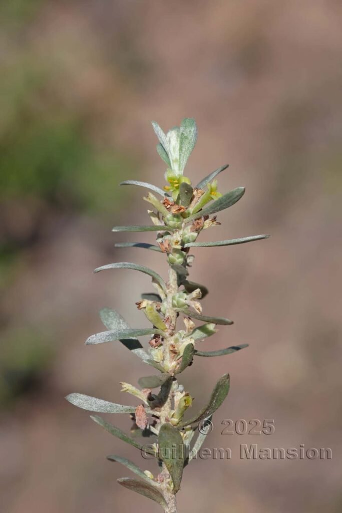 Thymelaea tartonraira subsp. transiens au Monte Stello (France, Haute-Corse)