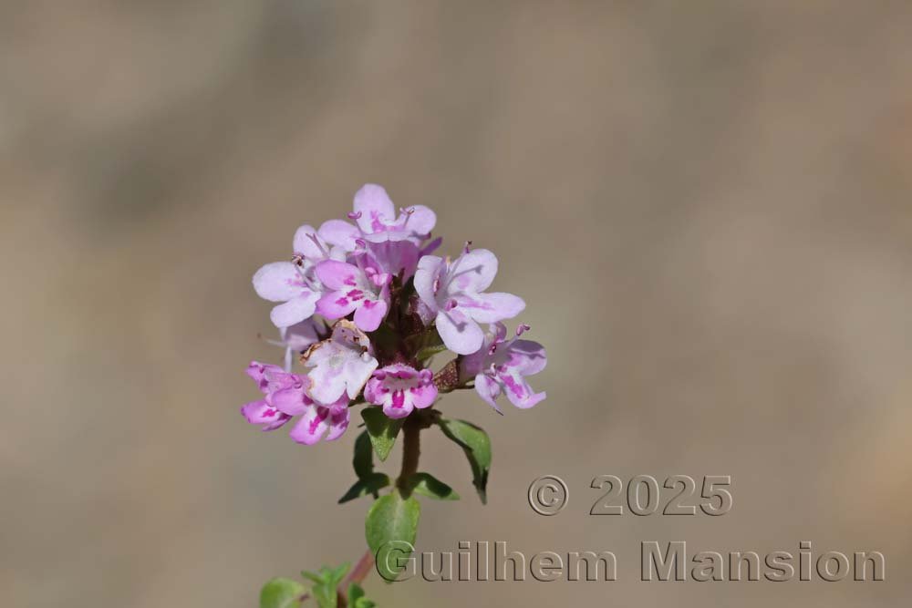 Thymus herba-barona au Cap Corse (France, Haute-Corse)