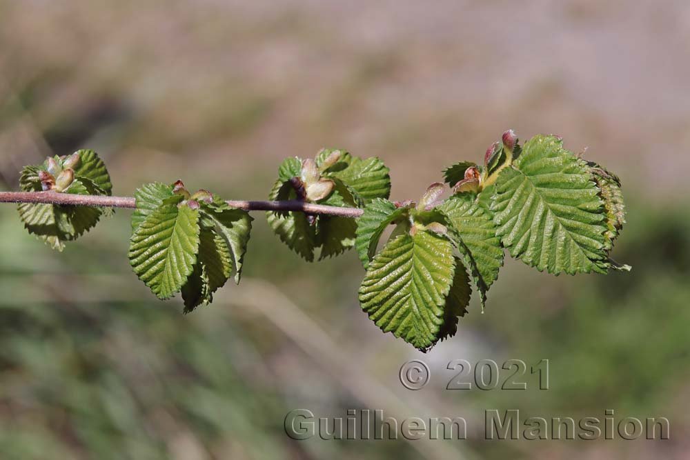 Ulmus minor à Sion (Suisse, Valais)