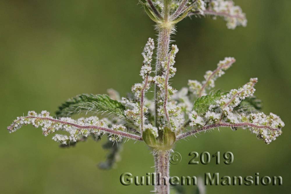 Urtica dioica à Zurich-Seebach (Suisse)