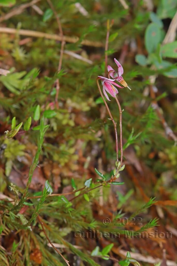 Vaccinium microcarpum dans la région de l'Entlebuch (Suisse, Lucerne)