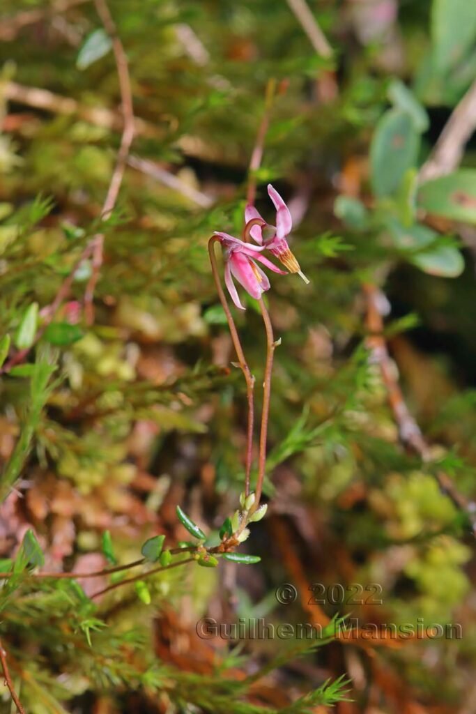 Vaccinium microcarpum dans la région de l'Entlebuch (Suisse, Lucerne)