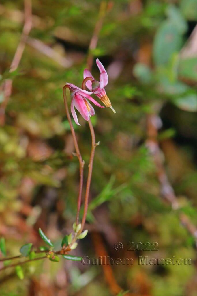 Vaccinium microcarpum dans la région de l'Entlebuch (Suisse, Lucerne)