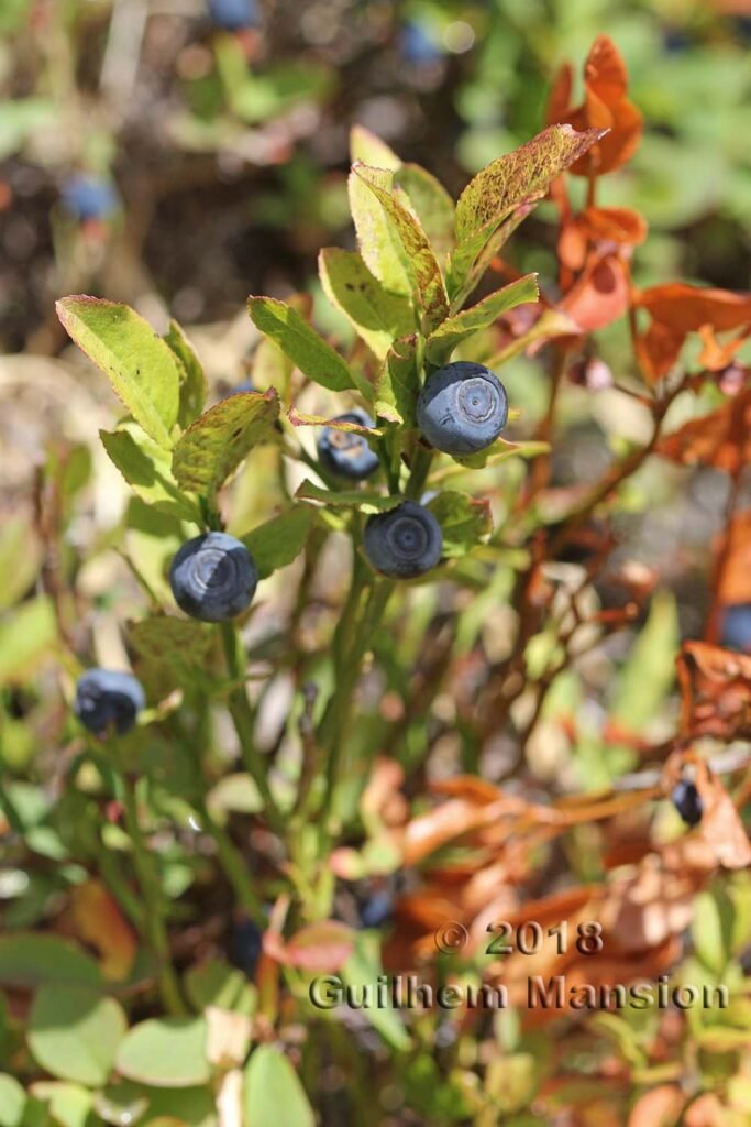 Vaccinium vitis-idaea vers le Grand Chavalar (Suisse, Valais)