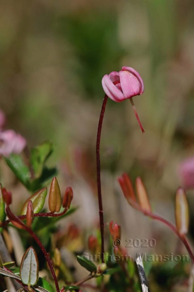 Vaccinium vitis-idaea vers le Pfaeffikersee (Suisse, Zurich)